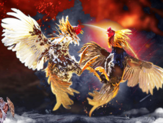 Strategi Ampuh Sabung Ayam Online Mudah Menang Di Indonesia